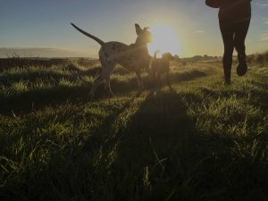 Dogs and Owner Jogging at Sunrise